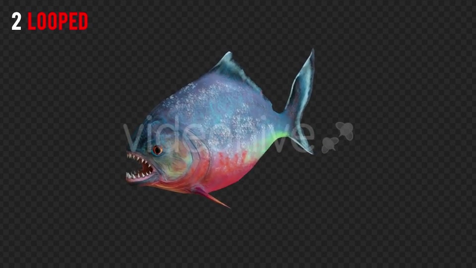 Piranha 1 Realistic Pack 3 Videohive 21210336 Motion Graphics Image 4