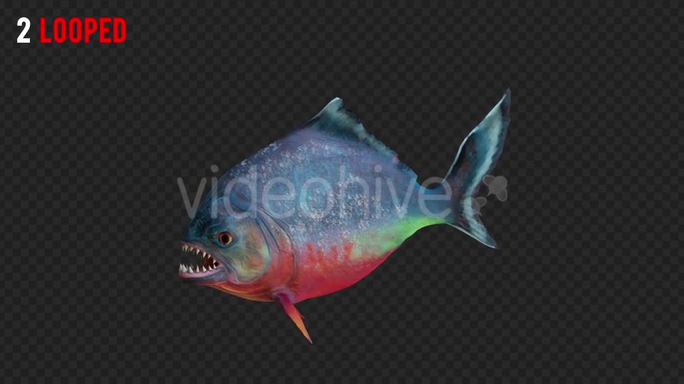 Piranha 1 Realistic Pack 3 Videohive 21210336 Motion Graphics Image 5