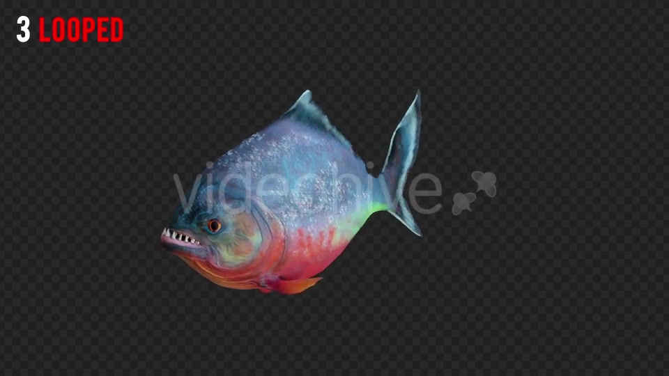 Piranha 1 Realistic Pack 3 Videohive 21210336 Motion Graphics Image 6