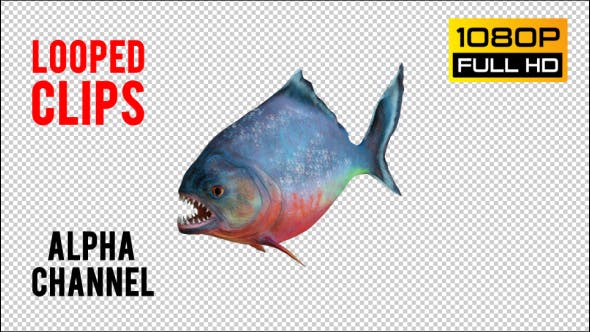 Piranha 1 Realistic Pack 3 - Download 21210336 Videohive