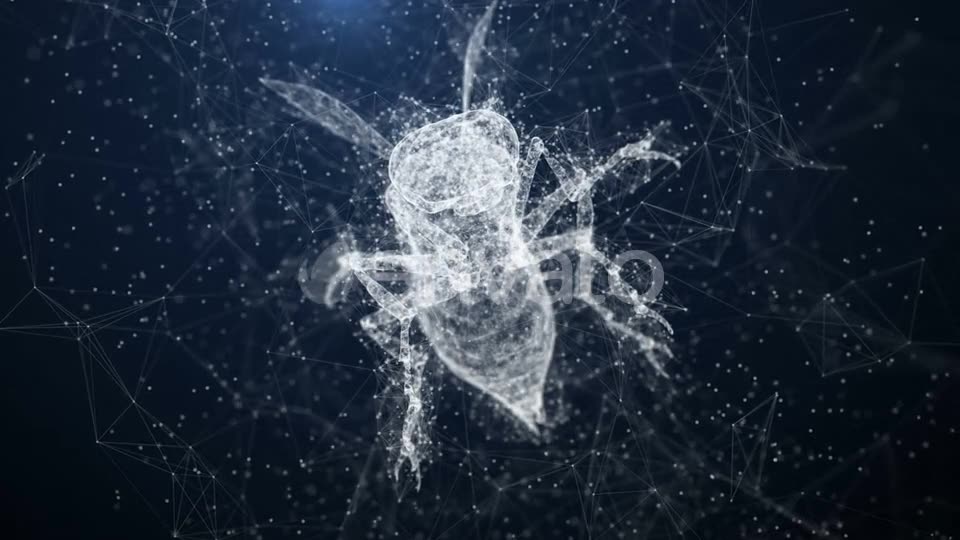 Plexus Insect Videohive 22652450 Motion Graphics Image 2