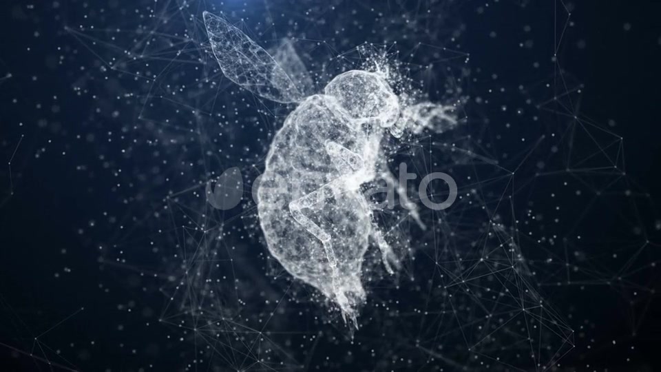 Plexus Insect Videohive 22652450 Motion Graphics Image 4
