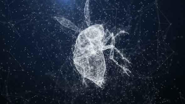 Plexus Insect - Download Videohive 22652450