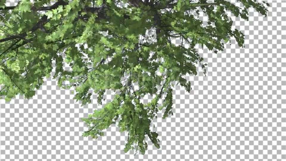 Plitvice Maple Tree Cut of Chroma Key Tree on Videohive 13510151 Motion Graphics Image 1