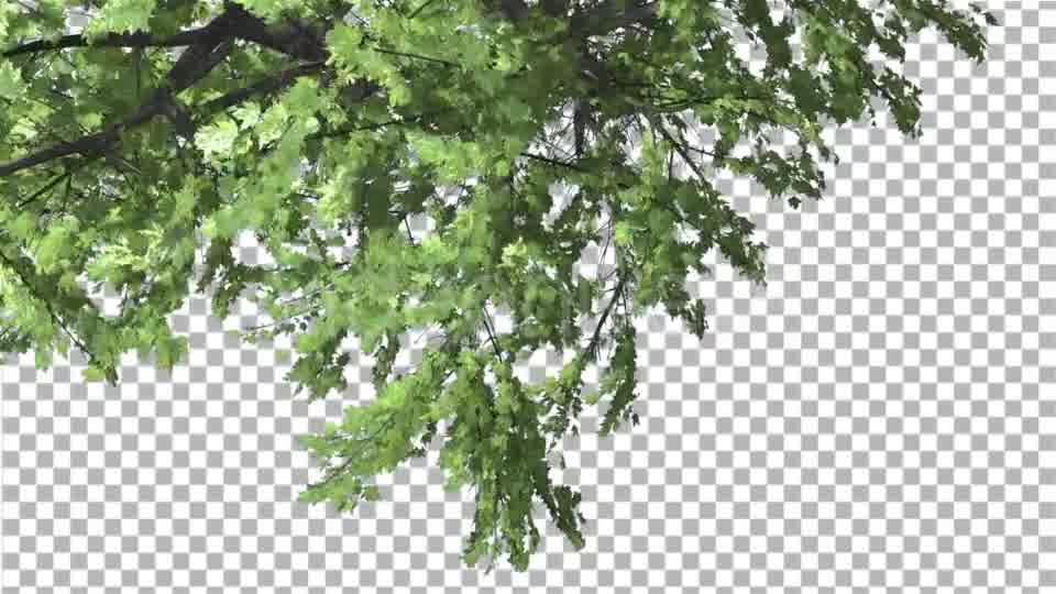 Plitvice Maple Tree Cut of Chroma Key Tree on Videohive 13510151 Motion Graphics Image 10