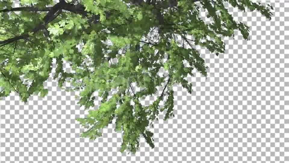 Plitvice Maple Tree Cut of Chroma Key Tree on Videohive 13510151 Motion Graphics Image 11