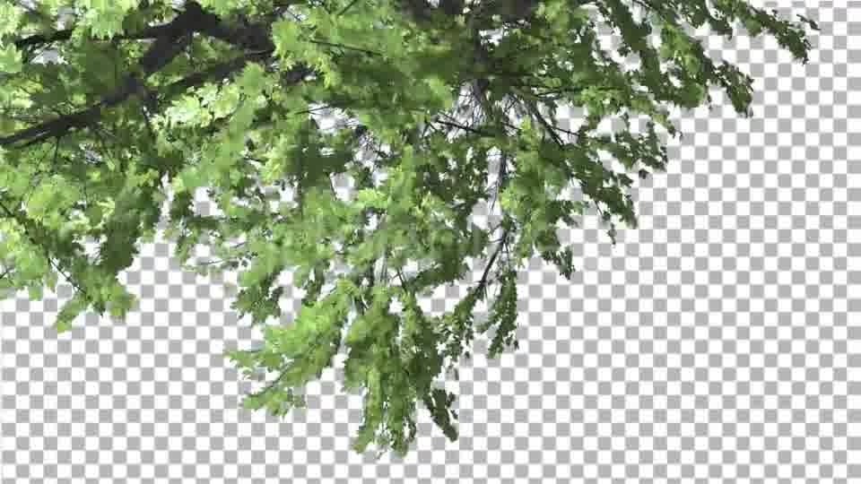 Plitvice Maple Tree Cut of Chroma Key Tree on Videohive 13510151 Motion Graphics Image 12