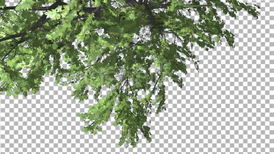 Plitvice Maple Tree Cut of Chroma Key Tree on Videohive 13510151 Motion Graphics Image 2