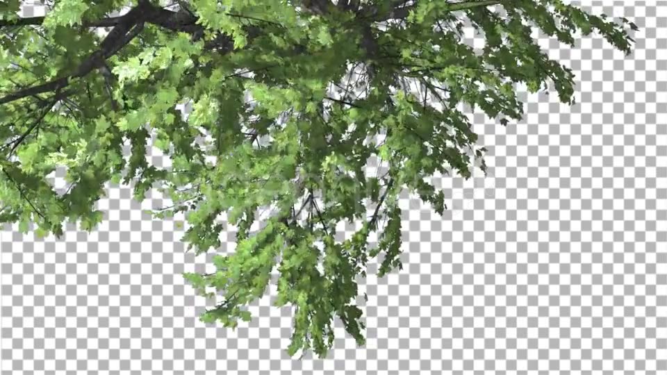 Plitvice Maple Tree Cut of Chroma Key Tree on Videohive 13510151 Motion Graphics Image 3