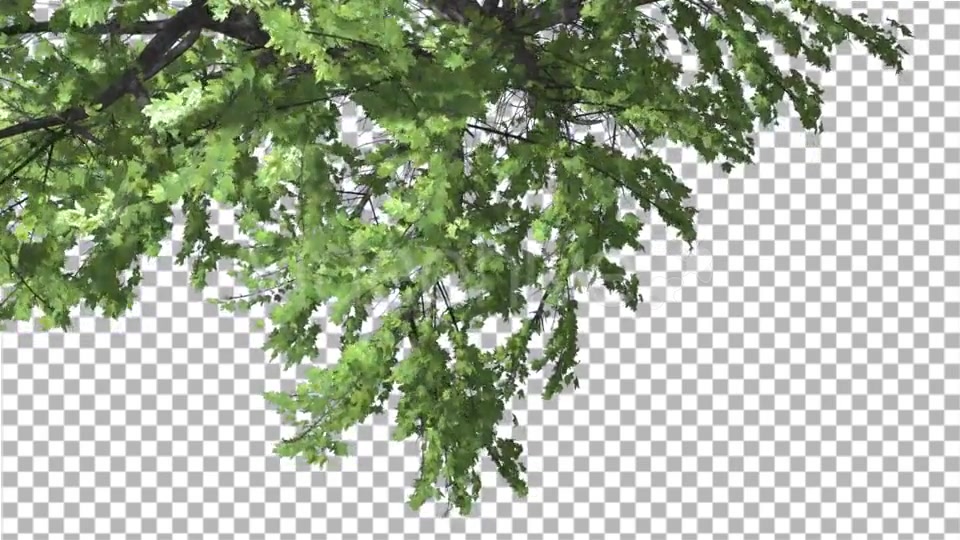 Plitvice Maple Tree Cut of Chroma Key Tree on Videohive 13510151 Motion Graphics Image 4