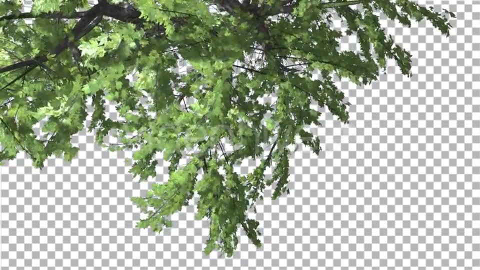 Plitvice Maple Tree Cut of Chroma Key Tree on Videohive 13510151 Motion Graphics Image 5