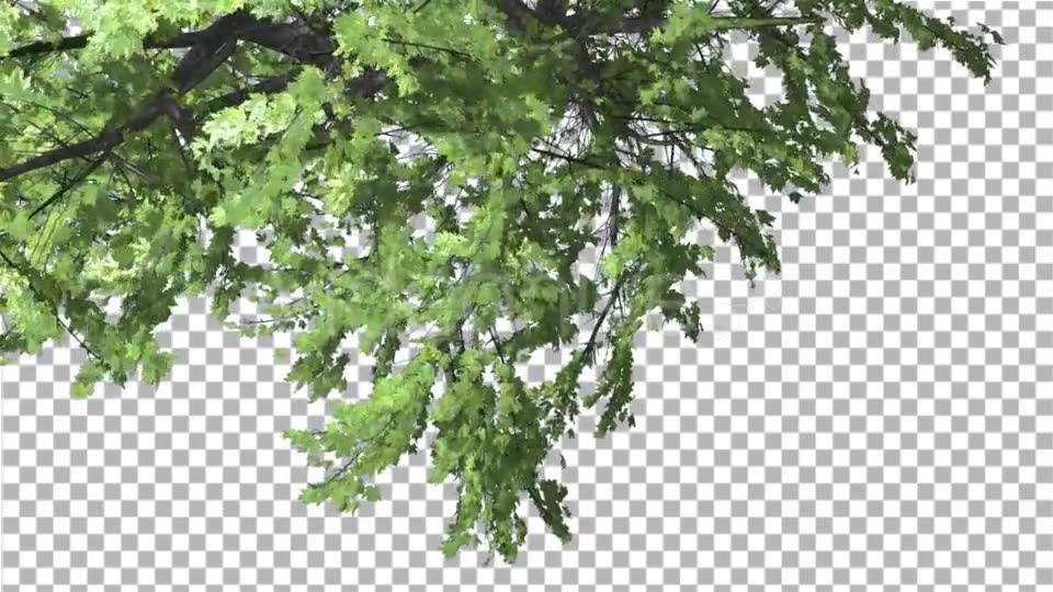 Plitvice Maple Tree Cut of Chroma Key Tree on Videohive 13510151 Motion Graphics Image 6