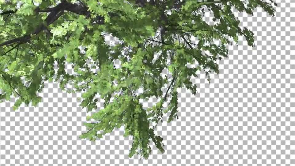 Plitvice Maple Tree Cut of Chroma Key Tree on Videohive 13510151 Motion Graphics Image 7