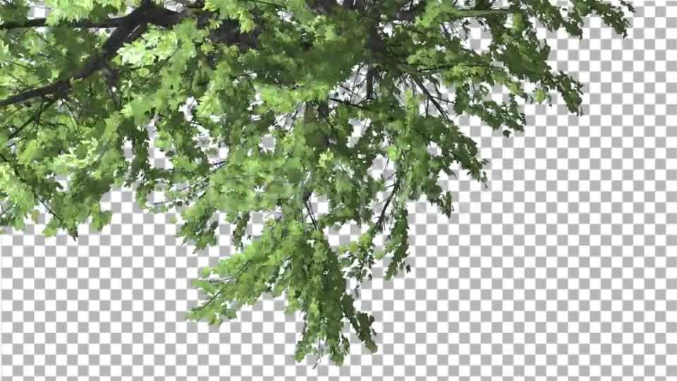 Plitvice Maple Tree Cut of Chroma Key Tree on Videohive 13510151 Motion Graphics Image 8