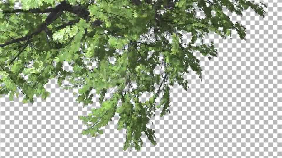 Plitvice Maple Tree Cut of Chroma Key Tree on Videohive 13510151 Motion Graphics Image 9