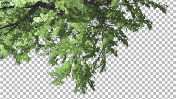 Plitvice Maple Tree Cut of Chroma Key Tree on - 13510151 Download Videohive