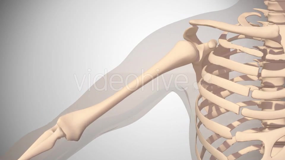 Polymialgya Rheumatica Videohive 16092049 Motion Graphics Image 3