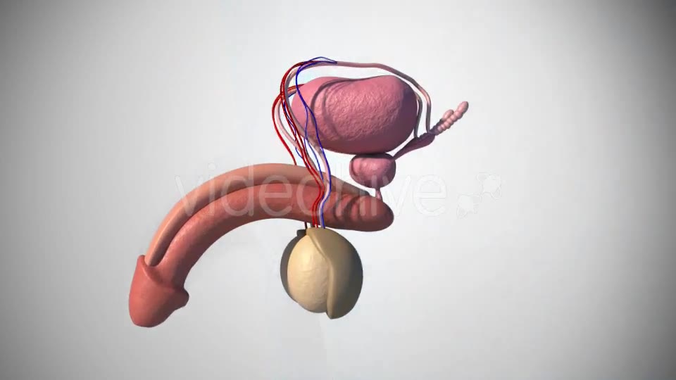 Prostatic Hyperplasia Videohive 18342556 Motion Graphics Image 2
