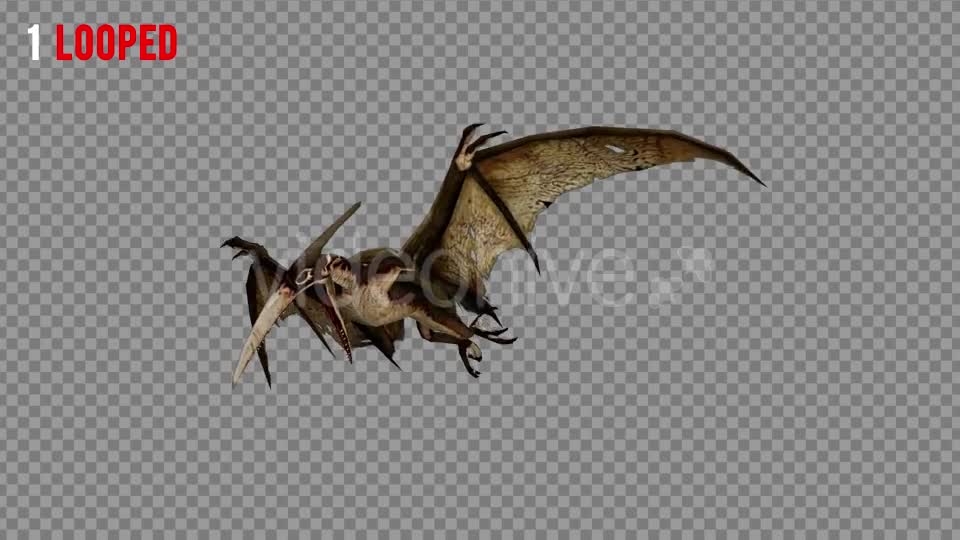 Pteranodon 1 Realistic Pack 3 Videohive 21277828 Motion Graphics Image 1