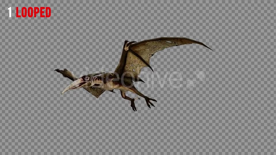 Pteranodon 1 Realistic Pack 3 Videohive 21277828 Motion Graphics Image 2