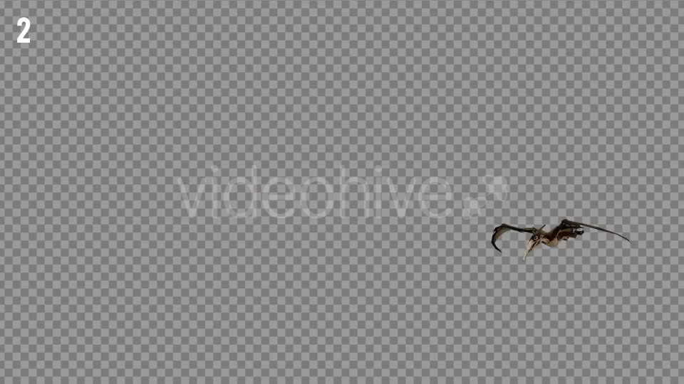 Pteranodon 1 Realistic Pack 3 Videohive 21277828 Motion Graphics Image 3