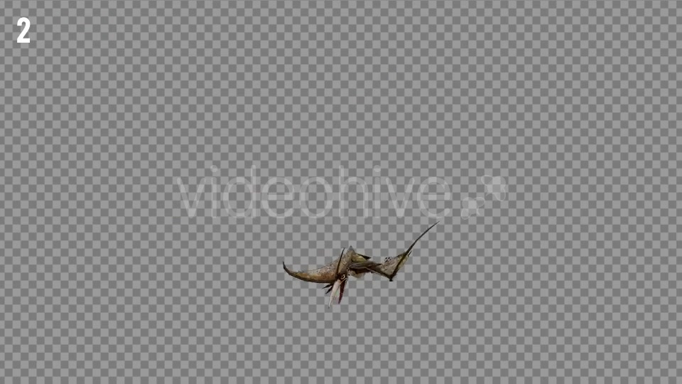 Pteranodon 1 Realistic Pack 3 Videohive 21277828 Motion Graphics Image 4
