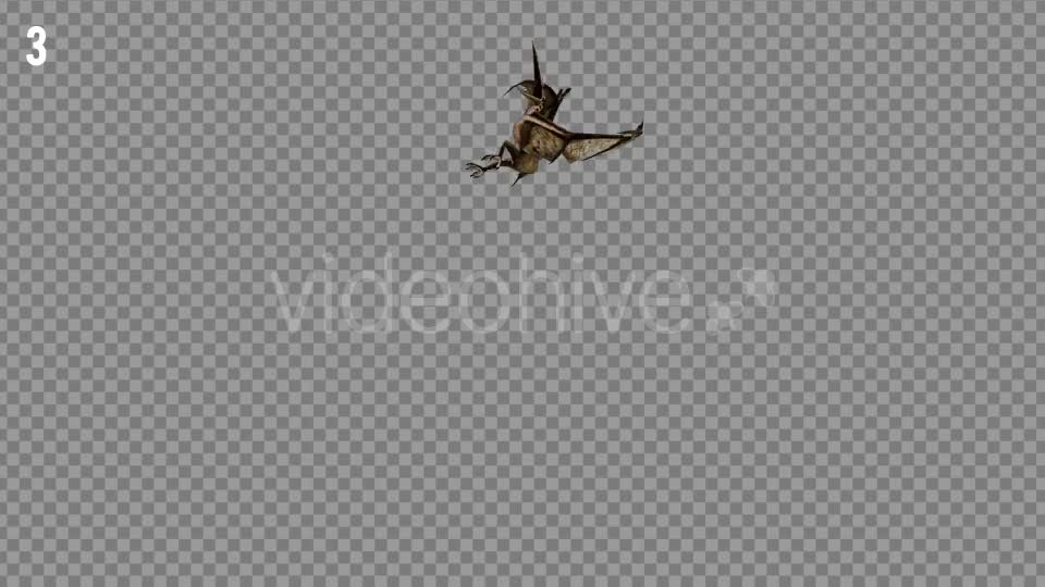 Pteranodon 1 Realistic Pack 3 Videohive 21277828 Motion Graphics Image 7