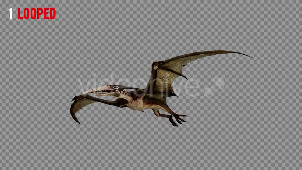 Pteranodon 2 Realistic Pack 3 Videohive 21277886 Motion Graphics Image 1