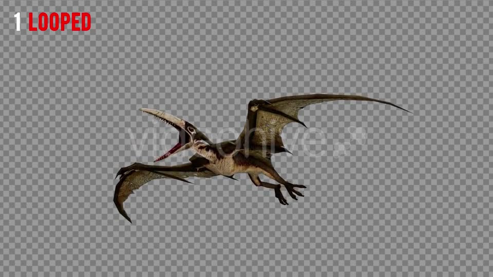 Pteranodon 2 Realistic Pack 3 Videohive 21277886 Motion Graphics Image 2