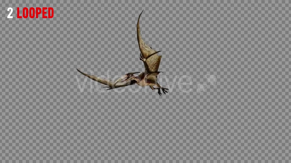 Pteranodon 2 Realistic Pack 3 Videohive 21277886 Motion Graphics Image 5
