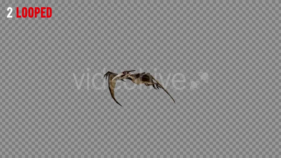 Pteranodon 2 Realistic Pack 3 Videohive 21277886 Motion Graphics Image 6
