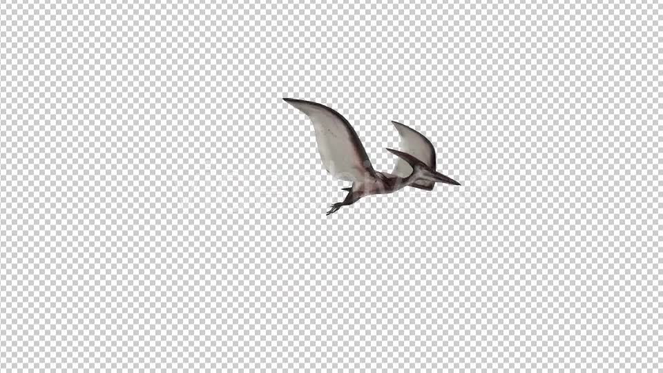Pteranodon Flying Dinosaur Videohive 21063041 Motion Graphics Image 6