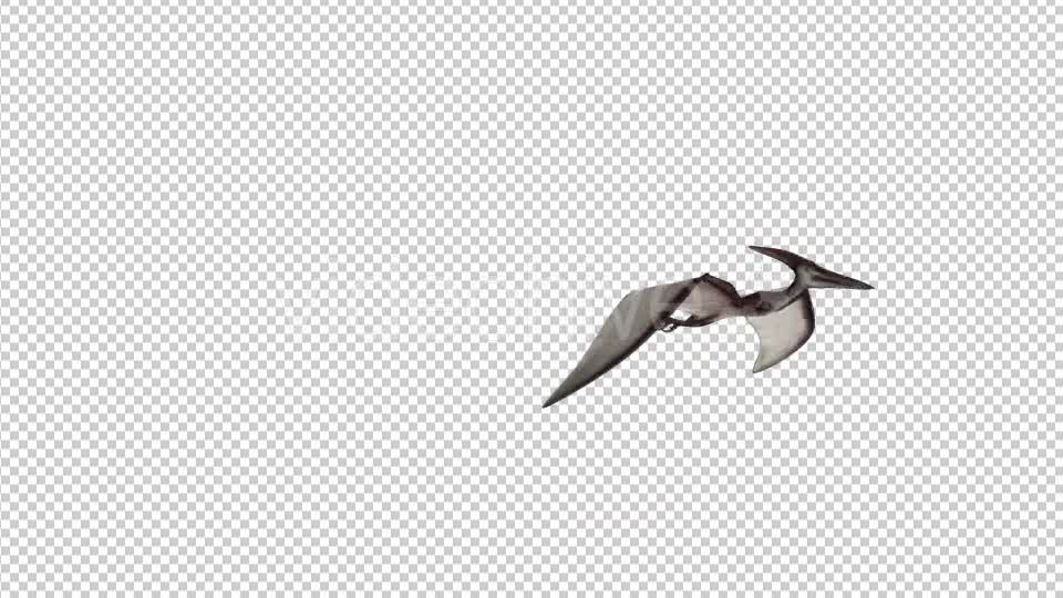 Pteranodon Flying Dinosaur Videohive 21063041 Motion Graphics Image 7
