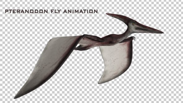 Pteranodon Flying Dinosaur - Download Videohive 21063041