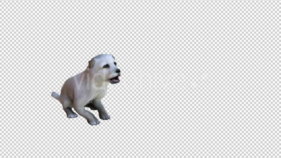 Puppy 1 Realistic Videohive 21086131 Motion Graphics Image 1