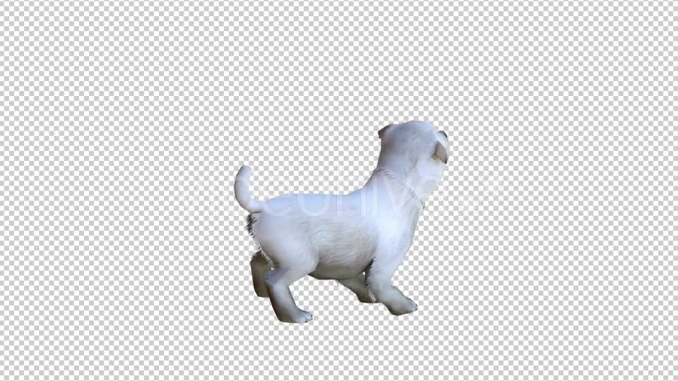 Puppy 1 Realistic Videohive 21086131 Motion Graphics Image 2