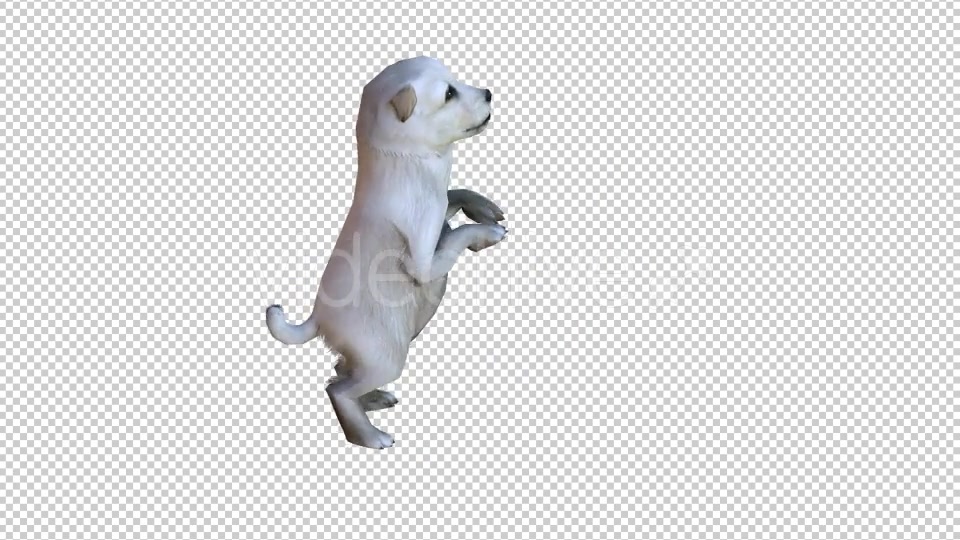 Puppy 1 Realistic Videohive 21086131 Motion Graphics Image 4