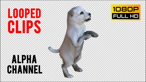 Puppy 1 Realistic - Videohive Download 21086131