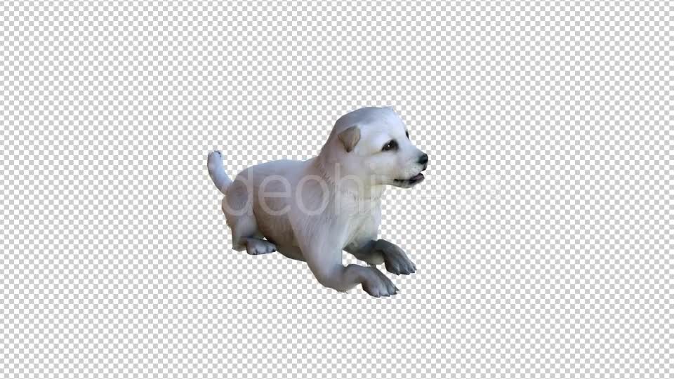 Puppy 2 Realistic Videohive 21086205 Motion Graphics Image 1