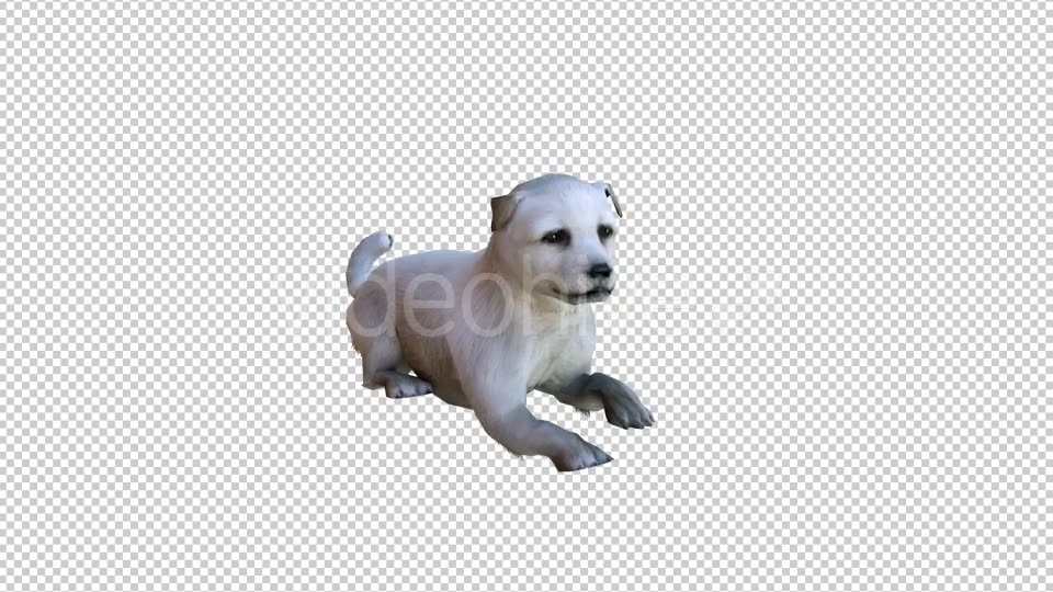 Puppy 2 Realistic Videohive 21086205 Motion Graphics Image 2