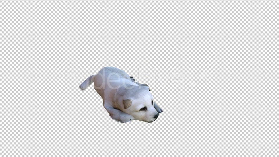 Puppy 2 Realistic Videohive 21086205 Motion Graphics Image 4