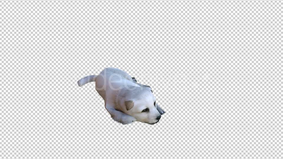 Puppy 2 Realistic Videohive 21086205 Motion Graphics Image 7