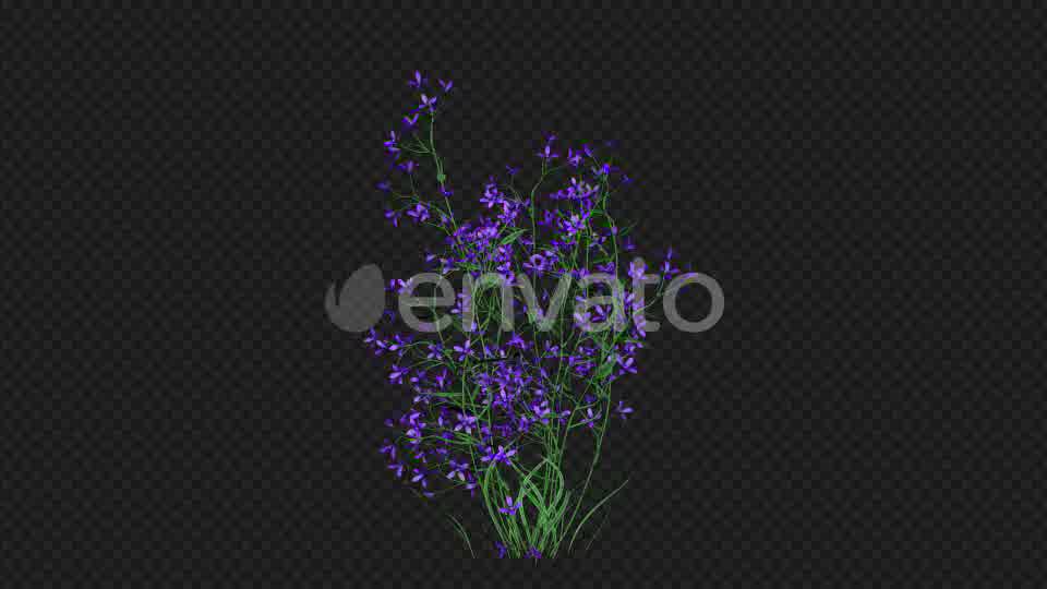Purple Flowers Growing Videohive 22392093 Motion Graphics Image 10