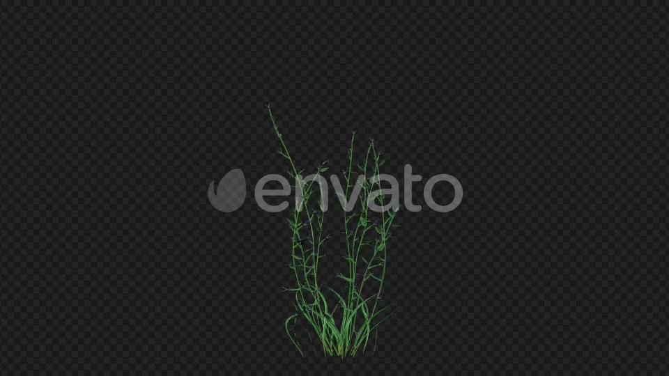 Purple Flowers Growing Videohive 22392093 Motion Graphics Image 3