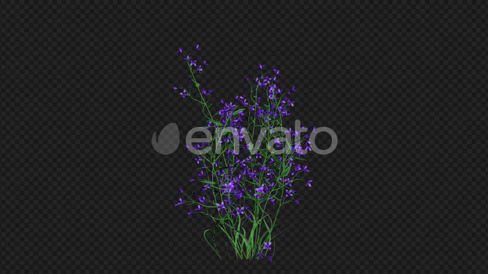Purple Flowers Growing Videohive 22392093 Motion Graphics Image 4