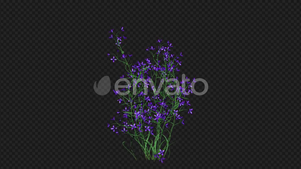 Purple Flowers Growing Videohive 22392093 Motion Graphics Image 5