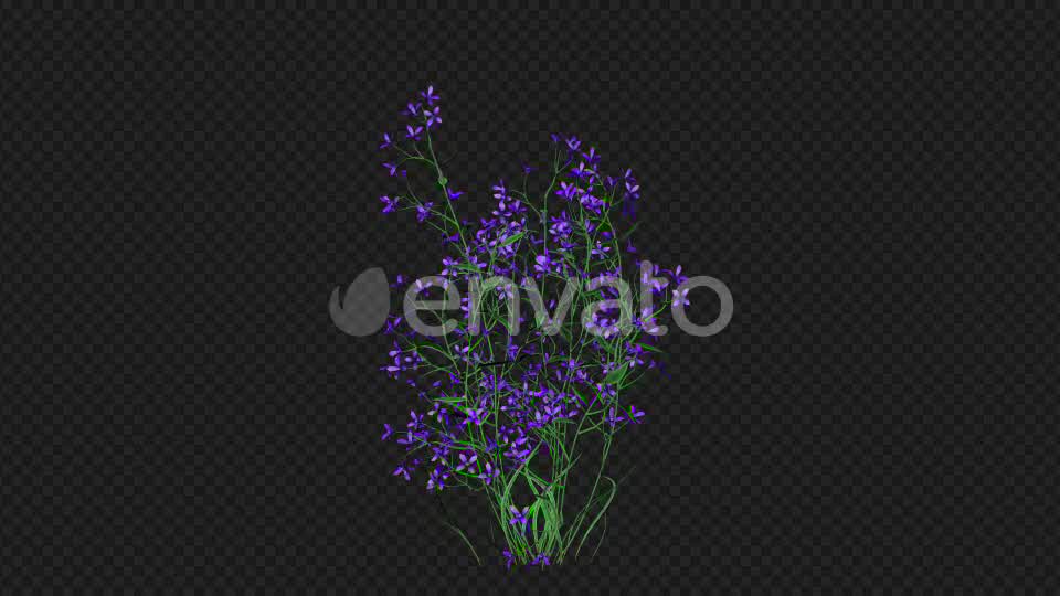 Purple Flowers Growing Videohive 22392093 Motion Graphics Image 8