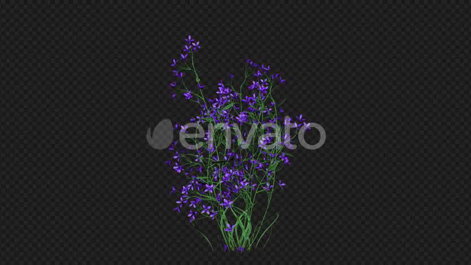 Purple Flowers Growing Videohive 22392093 Motion Graphics Image 9
