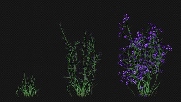Purple Flowers Growing - Download Videohive 22392093
