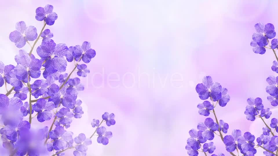Purple Orchid Background Videohive 20134045 Motion Graphics Image 1